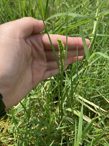 Echinochloa colona iNat (3)