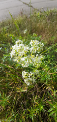 Galium album