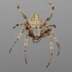 Neoscona domiciliorum