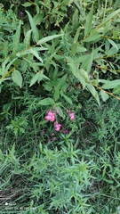 Impatiens glandulifera
