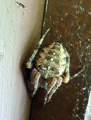 Araneus bicentenarius