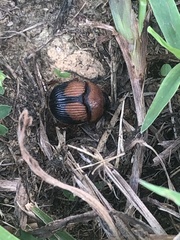 Bolbocerosoma bruneri
