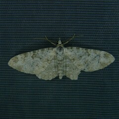 Eupithecia semigraphata