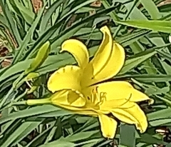 Hemerocallis minor