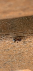 Camponotus planatus
