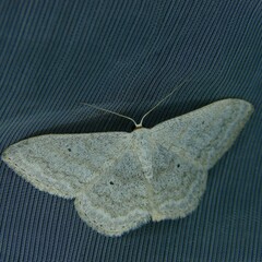 Scopula incanata