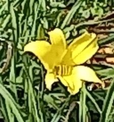 Hemerocallis minor