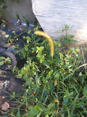 Setaria pumila