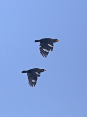 Gracula religiosa