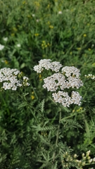 Achillea