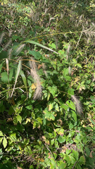 Elymus canadensis