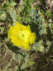 Opuntia engelmannii