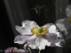 Eriocapitella hupehensis