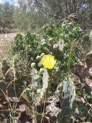 Opuntia engelmannii