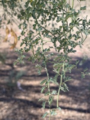 Parkinsonia