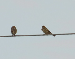 Emberiza calandra