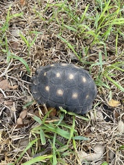 Gopherus berlandieri