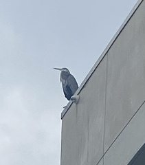 Ardea herodias