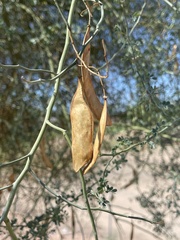 Parkinsonia