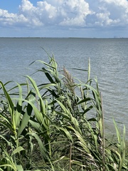 Phragmites australis berlandieri