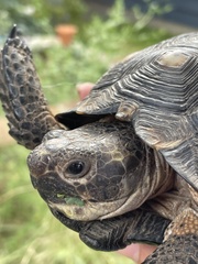 Gopherus berlandieri