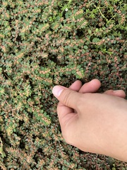 Euphorbia thymifolia