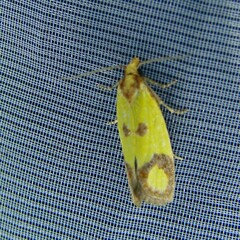 Agapeta zoegana