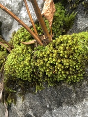 Encalypta streptocarpa