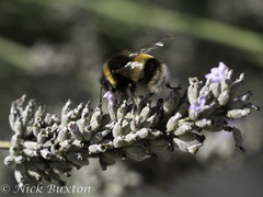 Bombus terrestris