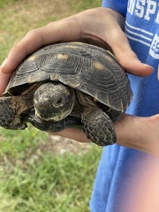 Gopherus berlandieri