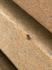 Camponotus planatus