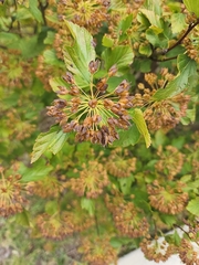 Physocarpus opulifolius