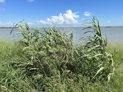 Phragmites australis berlandieri