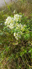 Galium album