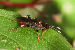 Cratichneumon