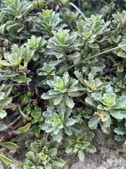 Phedimus kamtschaticus