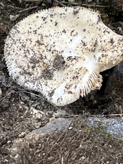 Amidella