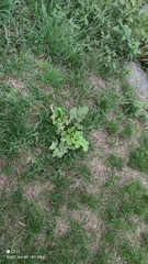 Heracleum sosnowskyi