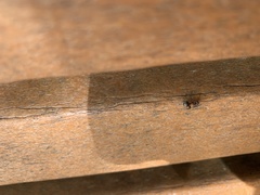 Camponotus planatus
