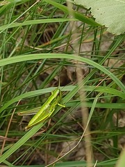 Euthystira brachyptera