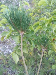 Pinus sylvestris