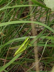 Euthystira brachyptera