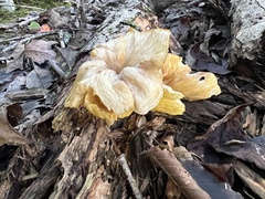 Gerronema strombodes