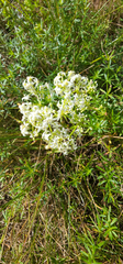 Galium album