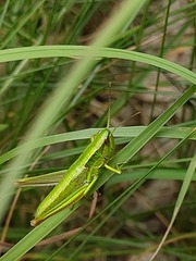 Euthystira brachyptera