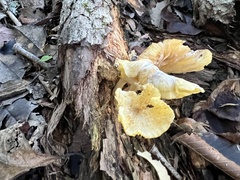 Gerronema strombodes