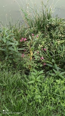 Impatiens glandulifera