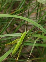 Euthystira brachyptera