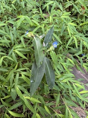 Commelina virginica