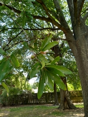 Quercus phellos